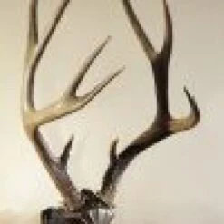 Skull Hooker Bone Bracket/Skull Cap Combo -Archer's Haven skull hooker bone bracketskull cap combo archery 216