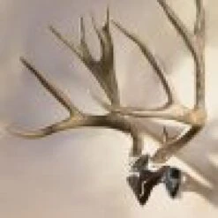 Skull Hooker Bone Bracket/Skull Cap Combo -Archer's Haven skull hooker bone bracketskull cap combo archery 600