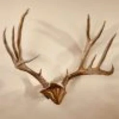 Skull Hooker Bone Bracket/Skull Cap Combo -Archer's Haven skull hooker bone bracketskull cap combo archery 799