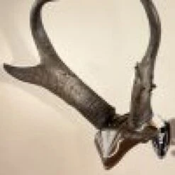 Skull Hooker Bone Bracket/Skull Cap Combo -Archer's Haven skull hooker bone bracketskull cap combo archery 866