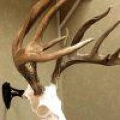 Skull Hooker Little Hooker -Archer's Haven skull hooker little archery 287