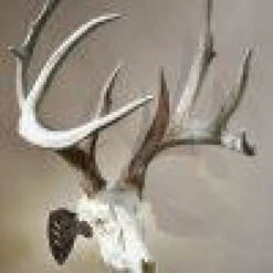 Skull Hooker Little Hooker -Archer's Haven skull hooker little archery 969