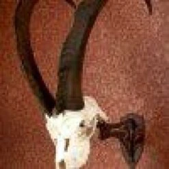 Skull Hooker Little Hooker -Archer's Haven skull hooker little brown archery 874