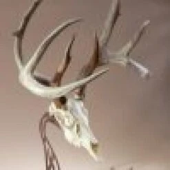 Skull Hooker Table Hooker 12 Skull Hooker Table Hooker -Archer's Haven skull hooker table archery 583