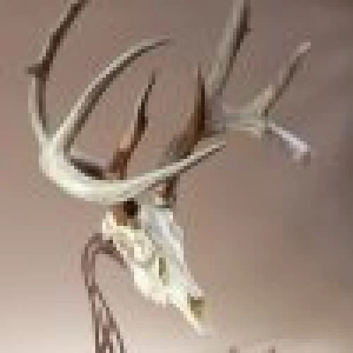 Skull Hooker Table Hooker 5 Skull Hooker Table Hooker - Image 3