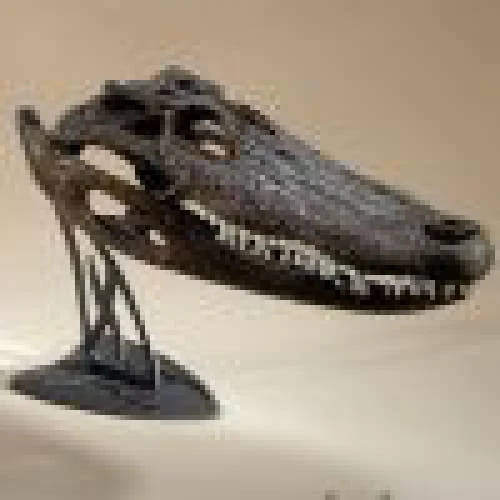 Skull Hooker Table Hooker 7 Skull Hooker Table Hooker - Image 5